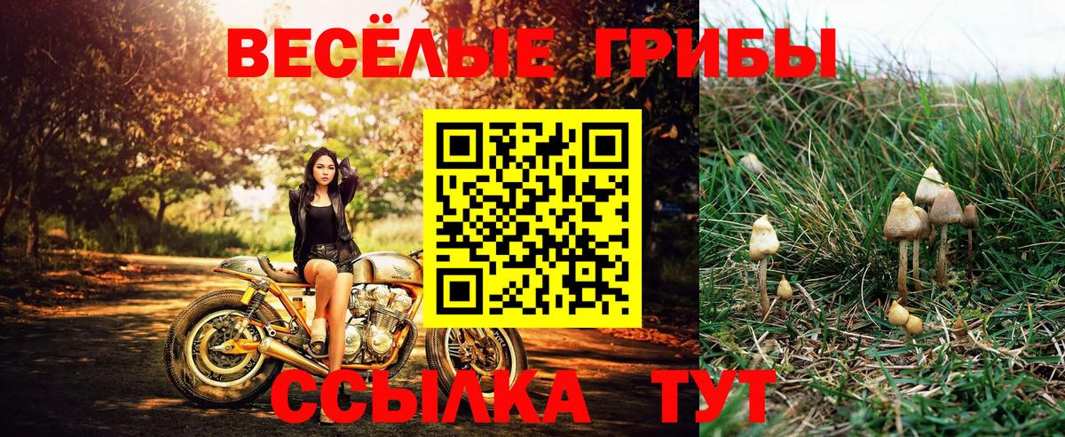 Галлюциногенные грибы Psilocybe Валуйки